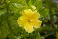 Closeup shot of a blooming bright yellow hibiscus flower Royalty Free Stock Photo