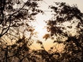 Closeup shot of blooming Cherry blossom in Ueno Park in Tokyo, Japan Royalty Free Stock Photo