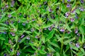 Closeup shot of blooming comfrey (Symphytum) with little purple flowers and green leaves Royalty Free Stock Photo