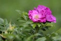 Closeup shot of blooming Dog Rose flower in a house garden