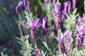 Closeup shot of blooming english lavender flowers on a field
