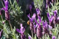 Closeup shot of blooming english lavender flowers on a field