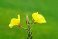 Closeup shot of the blooming evening primrose with a green blurred background. Royalty Free Stock Photo
