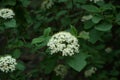 Closeup shot of blooming flowers on a Wayfaring tree