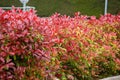 Closeup shot of blooming Fraser's Photinia shrub