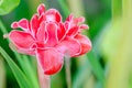 Closeup shot of blooming ginger flower in the garden