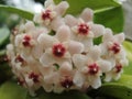 Closeup shot of blooming hoya flowers in the greenery at daytime Royalty Free Stock Photo