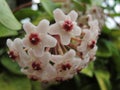 Closeup shot of blooming hoya flowers in the greenery at daytime Royalty Free Stock Photo