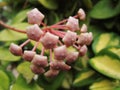 Closeup shot of blooming hoya flowers in the greenery at daytime Royalty Free Stock Photo