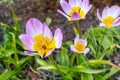 Closeup shot of blooming Lilac Wonder tulips