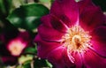 Closeup shot of a blooming night owl rose