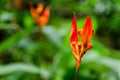 Closeup shot of a blooming orange birds-of-paradise flower Royalty Free Stock Photo