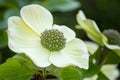 Closeup shot of a blooming pacific dogwood flower Royalty Free Stock Photo