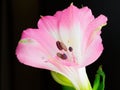 Closeup shot of a blooming Peruvian lily flower with dew on top on a black background Royalty Free Stock Photo