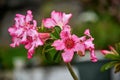 Closeup shot of blooming pink adenium obesum flowers in a garden Royalty Free Stock Photo