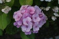 Closeup shot of blooming pink Hydrangea flowers Royalty Free Stock Photo