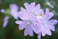 Closeup shot of a blooming pink musk mallow flower Royalty Free Stock Photo