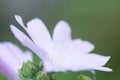 Closeup shot of a blooming pink musk mallow flower Royalty Free Stock Photo