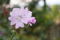 Closeup shot of a blooming pink musk mallow flowers Royalty Free Stock Photo