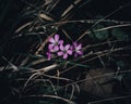 Closeup shot of blooming pink woodsorrel flowers in a park