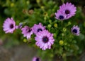 Closeup shot of blooming purple African daisy flowers Royalty Free Stock Photo