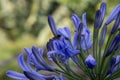 Closeup shot of blooming purple agapanthus flowers with a bee Royalty Free Stock Photo