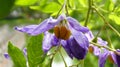 Closeup shot of blooming purple Dianella revoluta flowers in the greenery