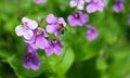 Closeup shot of blooming purple orychophragmus violaceus flowers