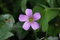 Closeup shot of blooming purple Oxalis oregana flowers with leaves on the background