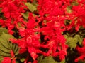 Closeup shot of blooming red salvia flowers in the greenery Royalty Free Stock Photo