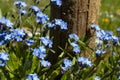 Closeup shot of blooming Scorpion grasses