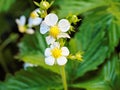 Closeup shot of blooming strawberry flowers. Royalty Free Stock Photo