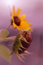 Closeup shot of a blooming sunflower in the field against a blurred background Royalty Free Stock Photo