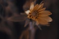 Closeup shot of a blooming sunflower in the field against a blurred background Royalty Free Stock Photo