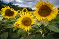 Closeup shot of blooming sunflowers in the field Royalty Free Stock Photo