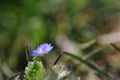 Closeup shot of a blooming tiny wildflower on a fresh field lawn