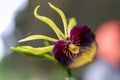 Closeup shot of a blooming tropical clamshell orchid flower