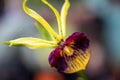 Closeup shot of a blooming tropical clamshell orchid flower