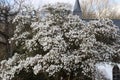 Closeup shot of blooming Vanhoutte spirea flowers in a park