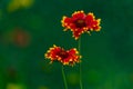 Closeup shot of blooming vibrant indian blanket flower in a garden