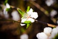 Closeup shot of a blooming white flower on a blurred background Royalty Free Stock Photo