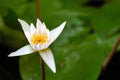 Closeup shot of a blooming white lotus flower Royalty Free Stock Photo