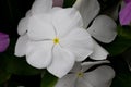 Closeup shot of a blooming white periwinkle flower in a garden Royalty Free Stock Photo