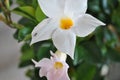 Closeup shot of blooming white rocktrumpet flowers