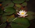 Closeup shot of a blooming white water lily flower and lotus leaves on pond Royalty Free Stock Photo