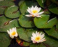 Closeup shot of a blooming white water lily flowers and lotus leaves on pond Royalty Free Stock Photo