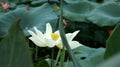 Closeup shot of a blooming white water lily and lotus leaves in a pond Royalty Free Stock Photo