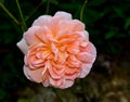Closeup shot of a blooming 'The Lady Gardener' English rose in a garden Royalty Free Stock Photo