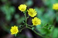 Closeup shot of blooming yellow Carolina desert-chicory flowers with greenery on the background