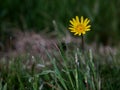 Closeup shot of a blooming yellow dandelion on a field Royalty Free Stock Photo